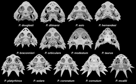 teschi di varie specie