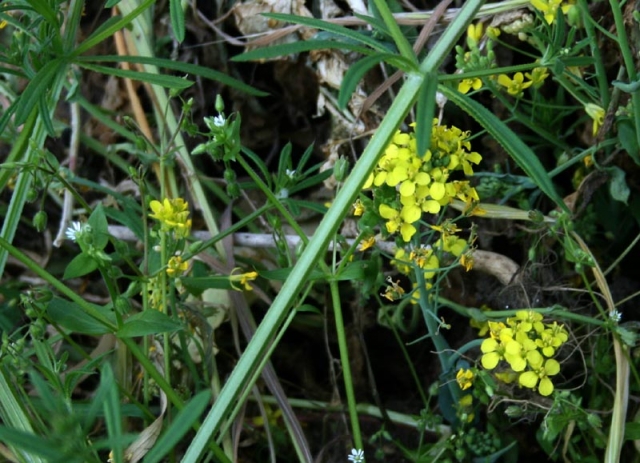 brassica sp.