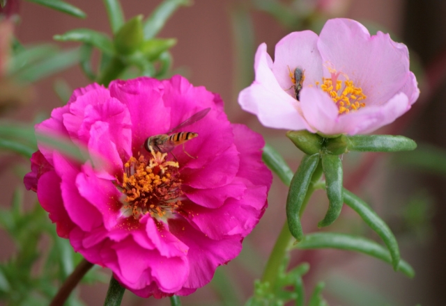 portulaca