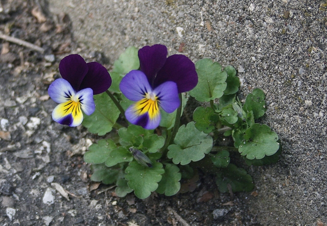 viola