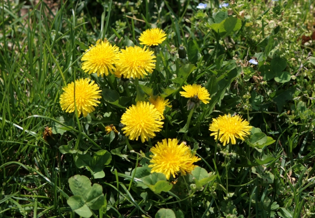 Tarassaco fiore