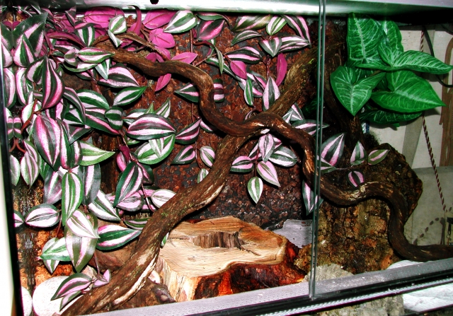 Terrario coppia red Terrario coppia red