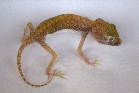 Stenodactylus petrii magrissimo