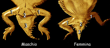 sessaggio by www.phrynosoma.org