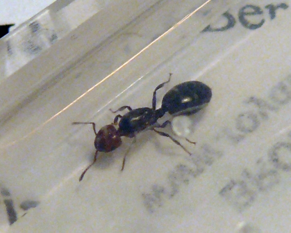 Camponotus sp